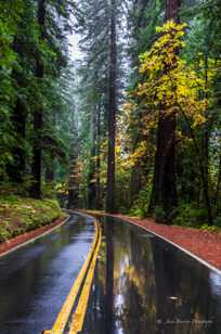 Autumn, Avenue of the Giants-1751.jpg